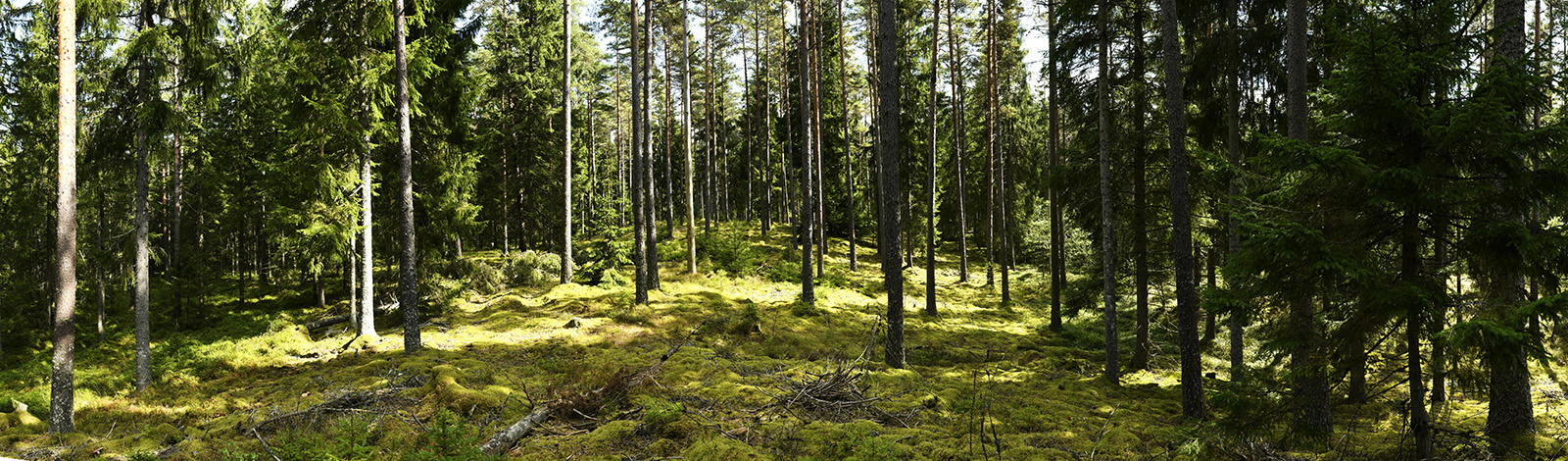 Waldpanorama_Schweden 2016